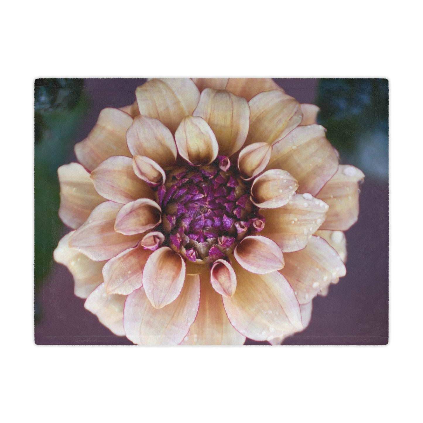 Minky Blanket - Creme and Raspberry Dahlia Photo Garden Throw